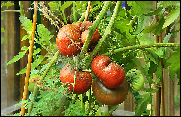 tomatoes june 6 2019 abc