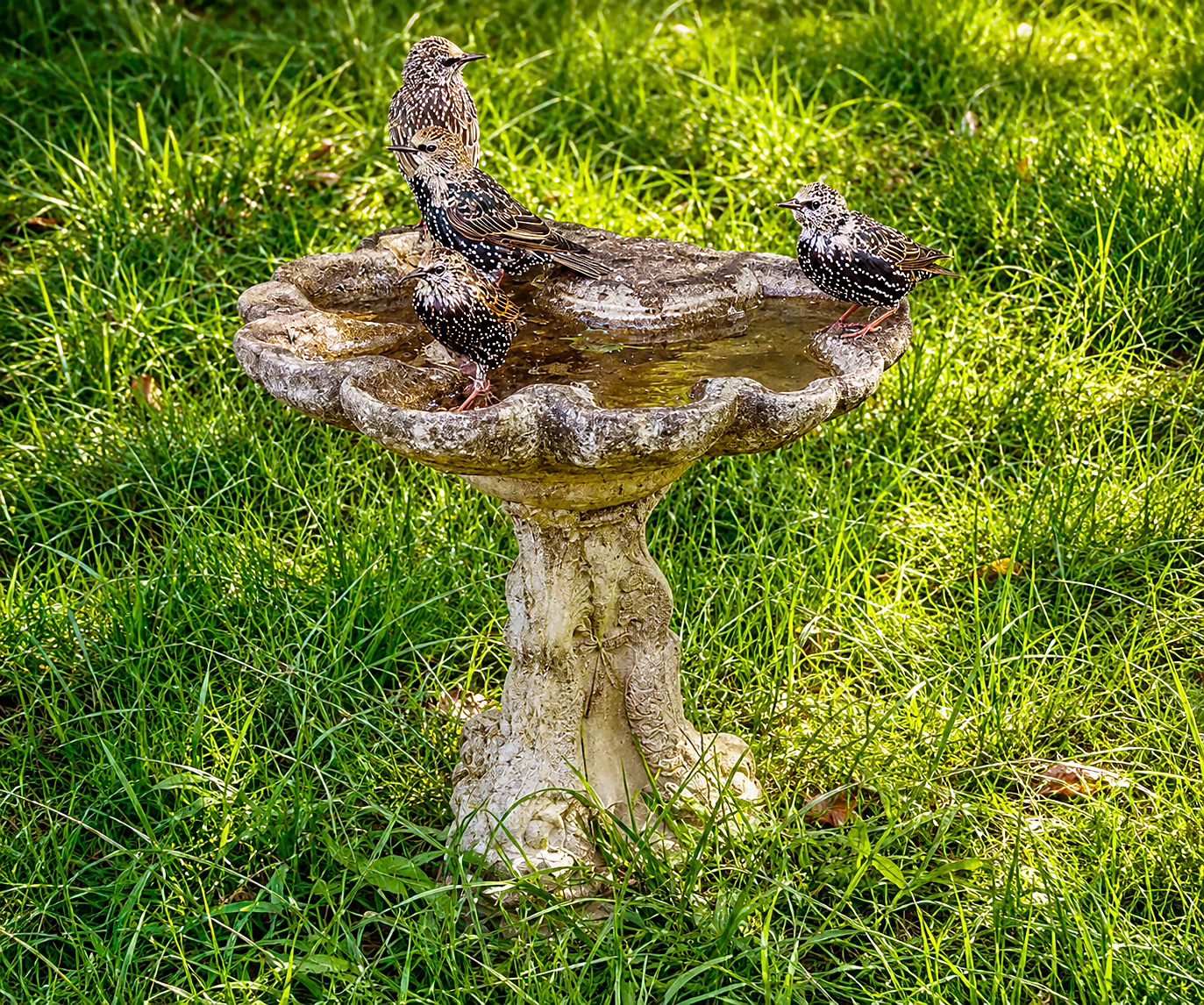 bird bath 10 2020